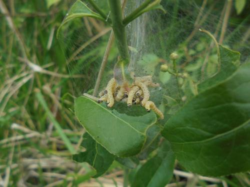 Yponomeuta sp.