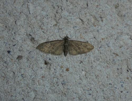 Eupithecia sp.