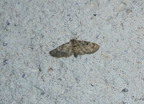 Réf. 281 530 : Eupithecia tantillaria