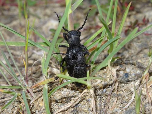 Réf. 281 493 : Iberodorcadion seoanei seoanei