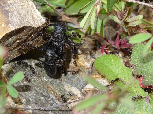 Réf. 281 494 : Iberodorcadion seoanei seoanei