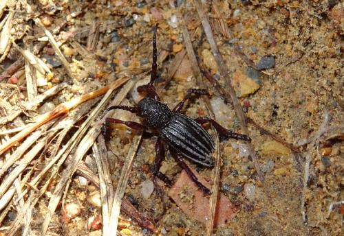 Réf. 281 205 : Iberodorcadion seoanei seoanei