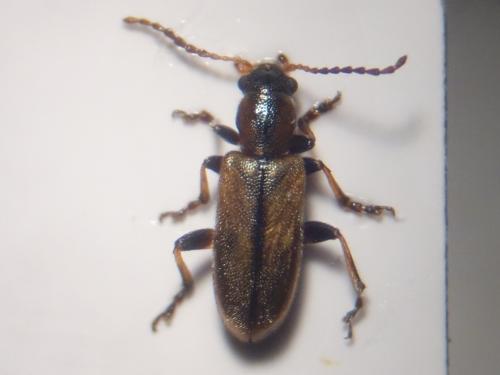 Orsodacne humeralis