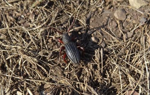 Réf. 281 206 : Iberodorcadion seoanei seoanei