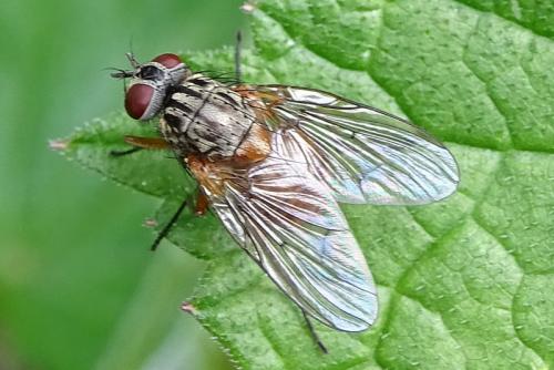 Réf. 281 105 : Phaonia subventa