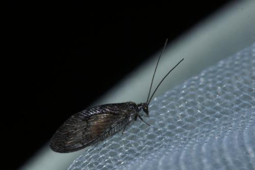 Réf. 281 408 : Wesmaelius sp.