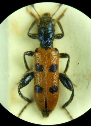 Trichodes escherichi