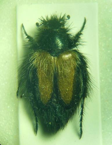 Eulasia cornifrons