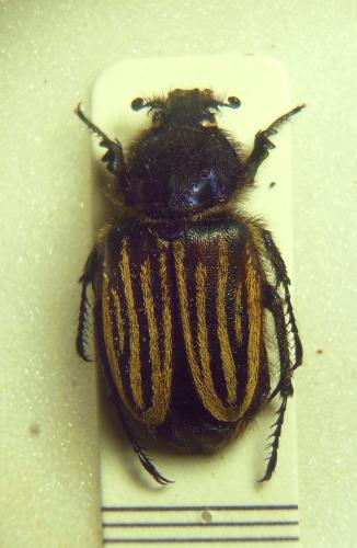 Eulasia vittata lineata