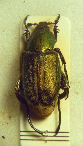 Réf. 281 521 : Glaphyrus varians