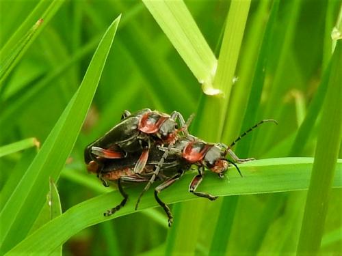 Réf. 281 912 : Cantharis rustica