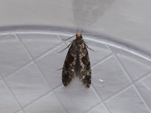 Réf. 281 161 : Nemapogon sp.