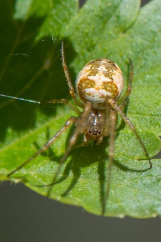 Metellina (mengei-segmentata)