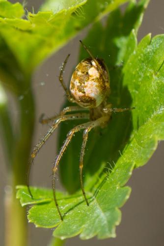 Metellina (mengei-segmentata)