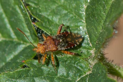 Rhopalus subrufus