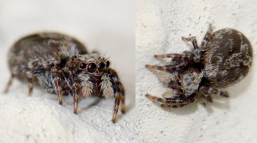 Réf. 281 001 : Pseudeuophrys lanigera