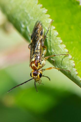 Réf. 281 502 : Tenthredopsis sp.
