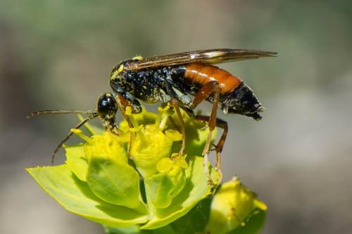 Réf. 281 593 : Tenthredopsis stigma