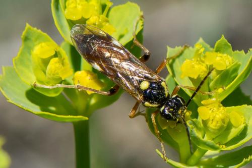 Réf. 281 595 : Tenthredopsis stigma