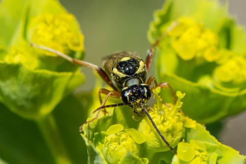 Réf. 281 594 : Tenthredopsis stigma