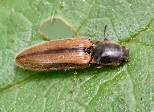 Réf. 281 478 : Athous vittatus