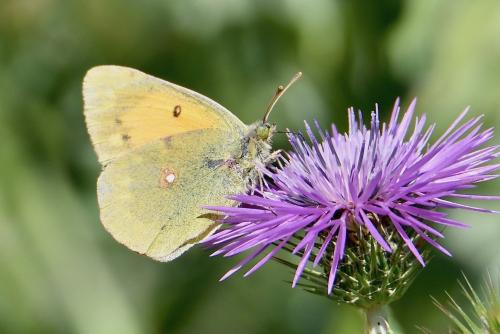 Colias croceus