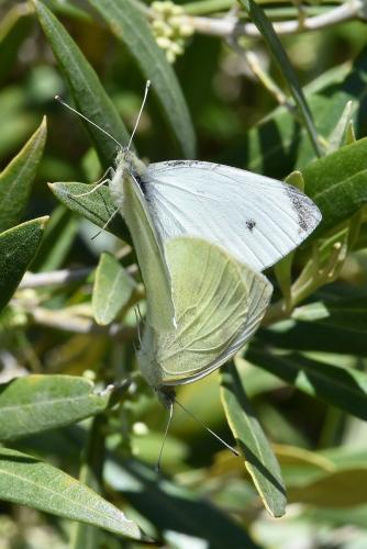 Réf. 281 805 : Pieris rapae