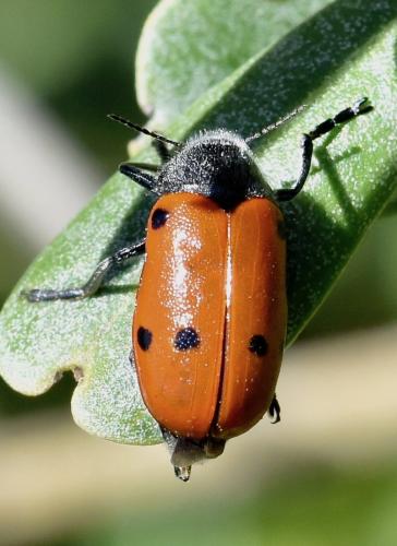 Réf. 281 804 : Lachnaia paradoxa