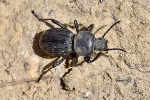 Réf. 281 781 : Scaurus striatus