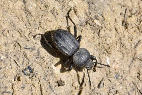 Réf. 281 766 : Scaurus striatus
