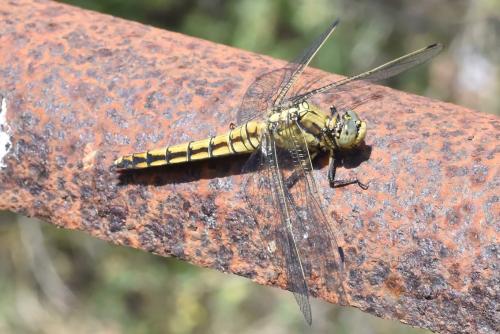 Orthetrum cancellatum