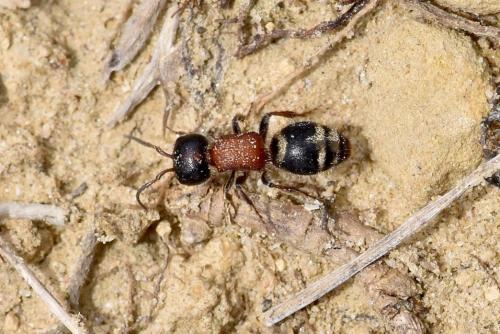 Myrmilla capitata