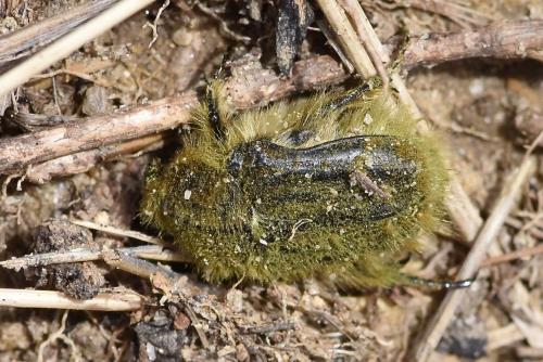 Réf. 281 642 : Tropinota sp.