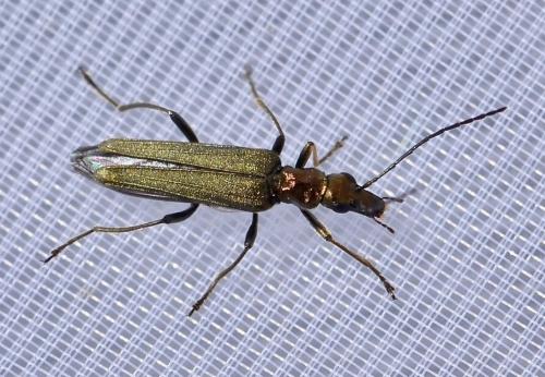 Oedemera flavipes