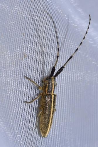 Agapanthia cardui