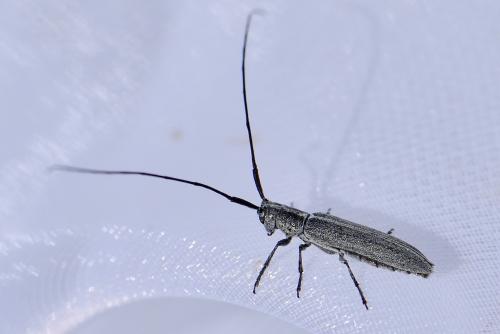 Réf. 281 710 : Calamobius filum