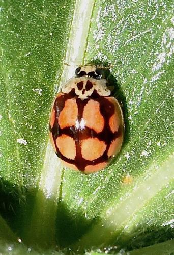 Réf. 281 713 : Adalia decempunctata