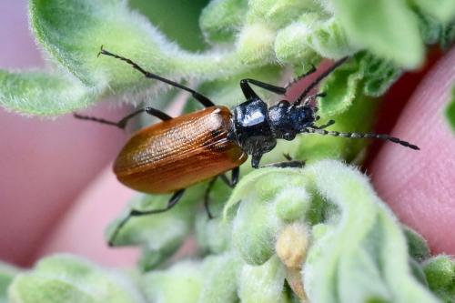 Réf. 281 789 : Omophlus lepturoides