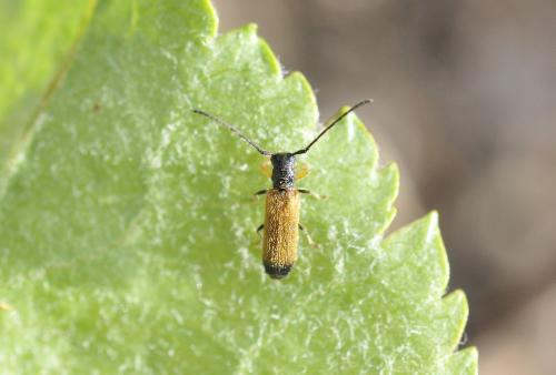 Tetrops praeustus