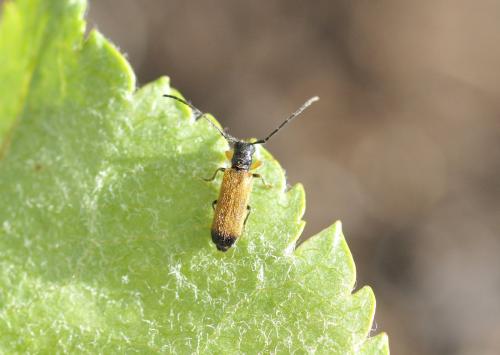 Tetrops praeustus