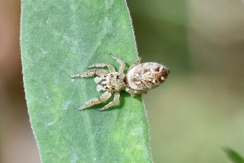 Macaroeris nidicolens