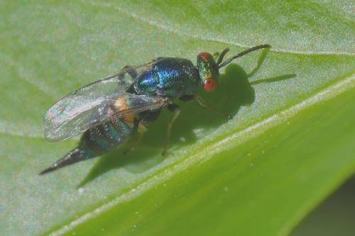 Réf. 281 692 : Ormyrus nitidulus