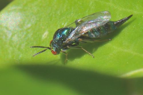 Réf. 281 693 : Ormyrus nitidulus