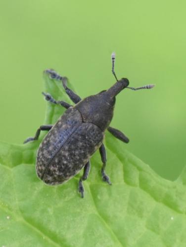 Réf. 281 774 : Larinus sp.