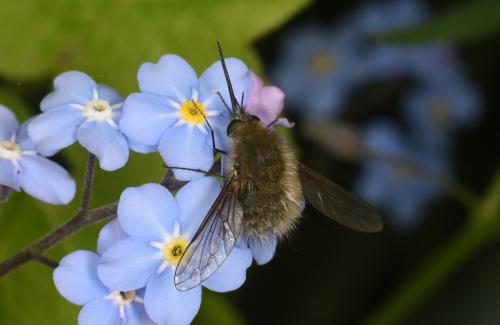 Réf. 281 779 : Bombylius sp.
