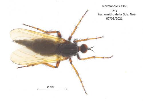 Réf. 281 210 : Empis tessellata