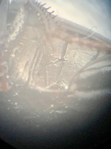 Harpalus sp.