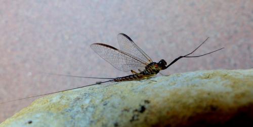 Ecdyonurus angelieri