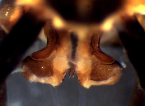 Ecdyonurus angelieri