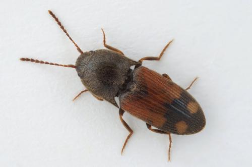 Réf. 281 208 : Drasterius bimaculatus
